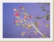 2005-11-20 16-58-52 Novembre 46,3mm 1_60_eme F3,2 * 2592 x 1944 * (2.83MB)